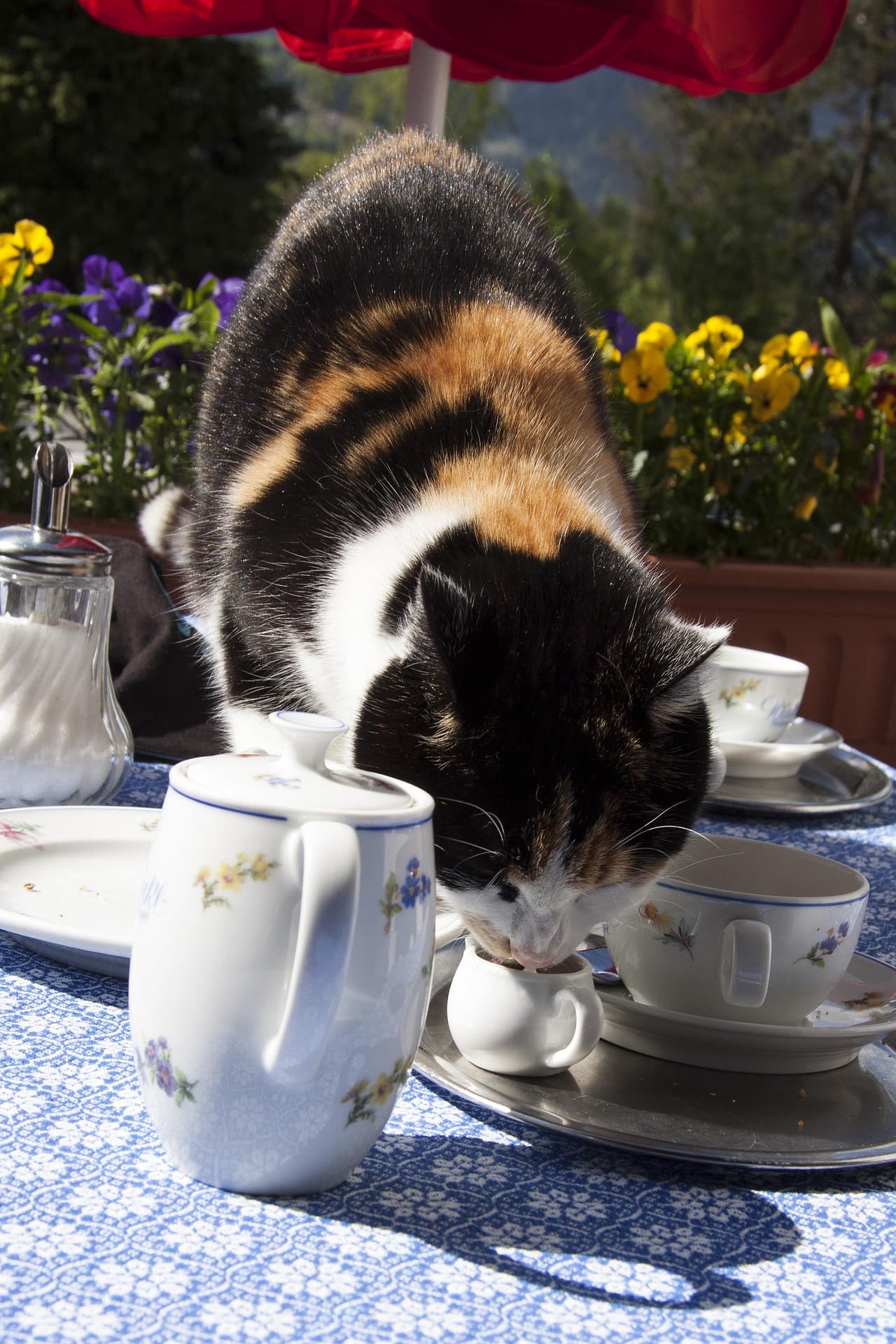stux-cat