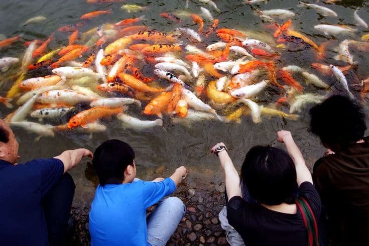 koi_fish_take_care